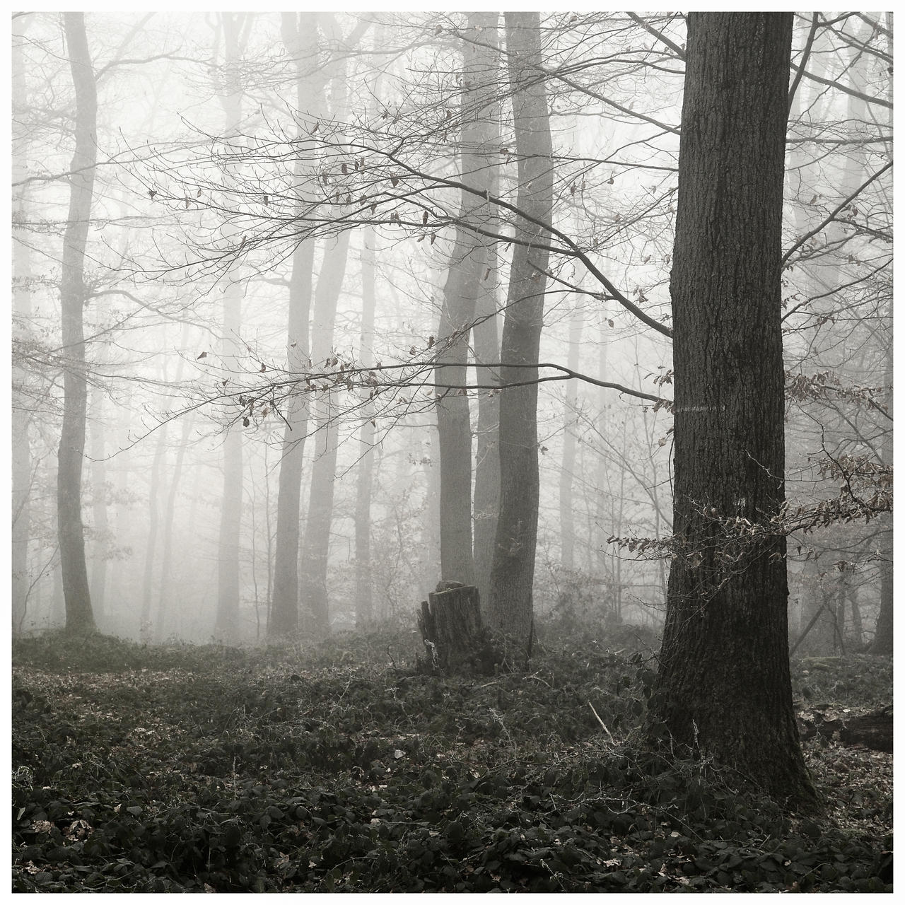 Natur Light