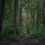 Spring Wood