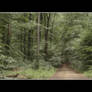 Forest Photography