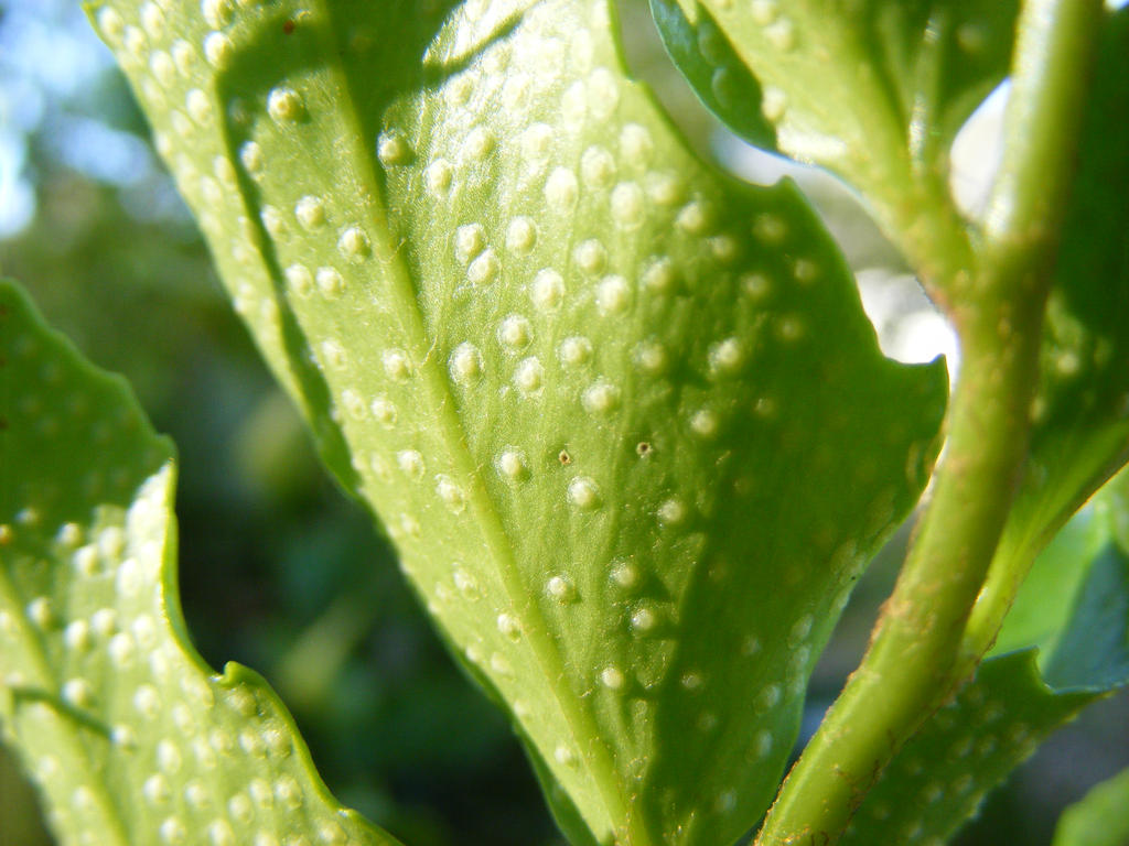 Bumpy Leaf Bumpy Leaves by dragonlady864 on DeviantArt