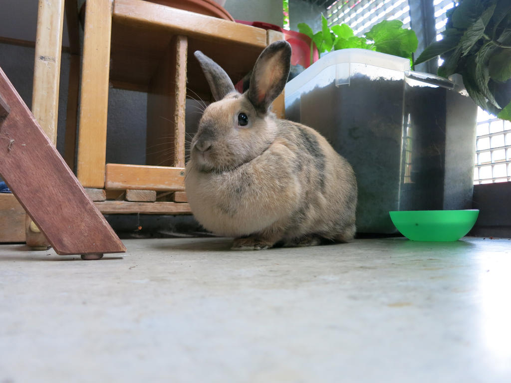 Rabbit on watch by Paulina-Porizkova on DeviantArt