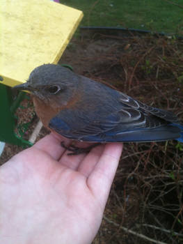 A Bird in Hand