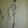 Skeleton Side View