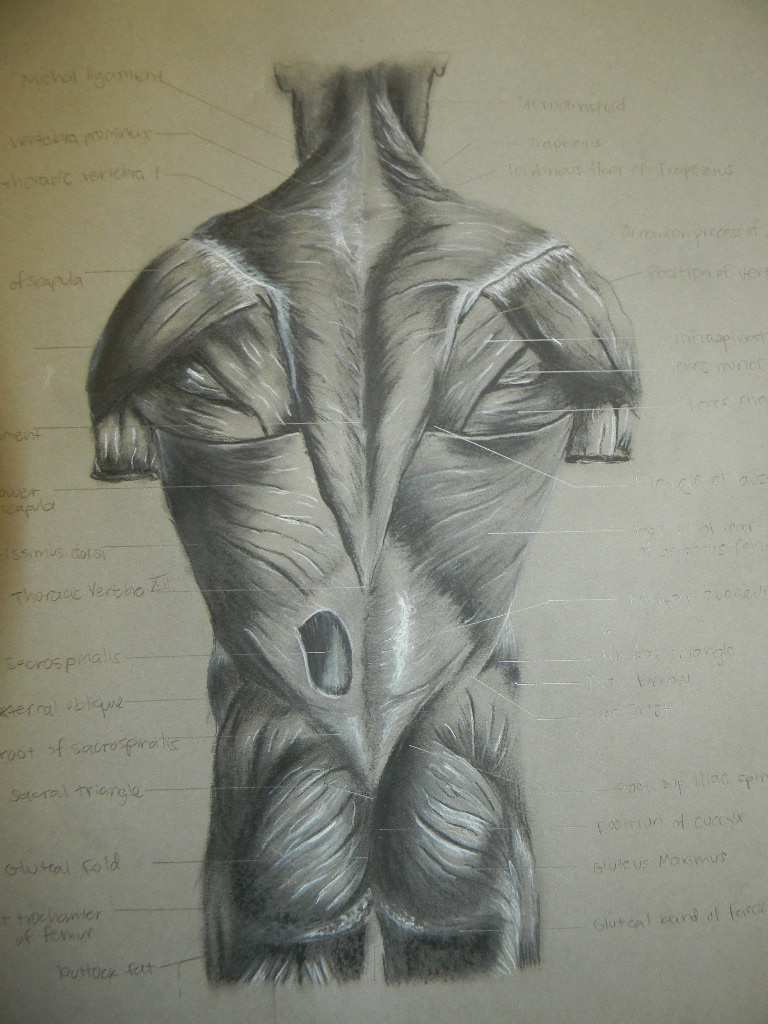 Muscle Anatomy Rear