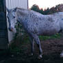 Black Leopard Appaloosa 2