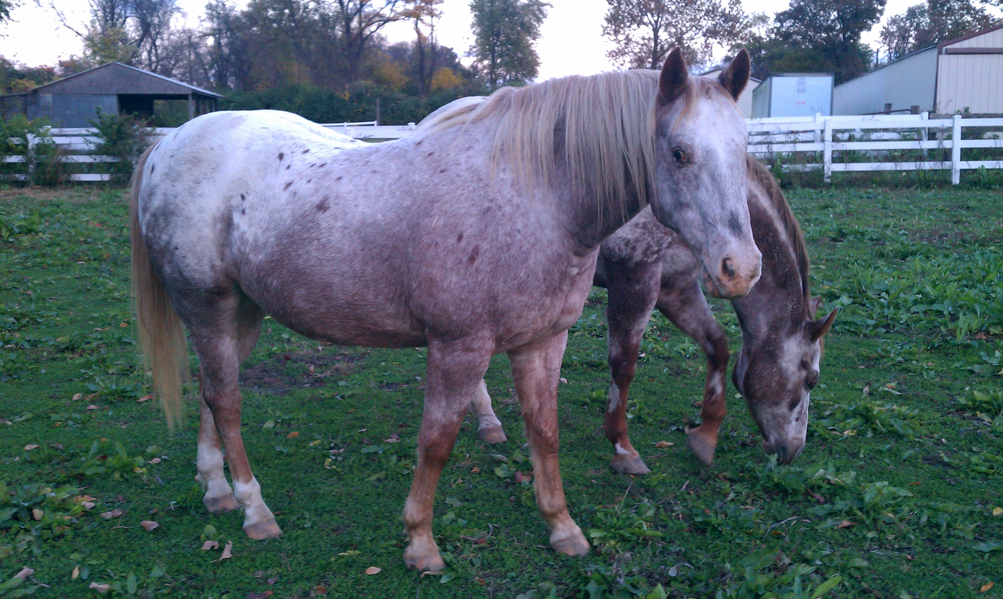 Red Roan Blanket Appaloosa 1