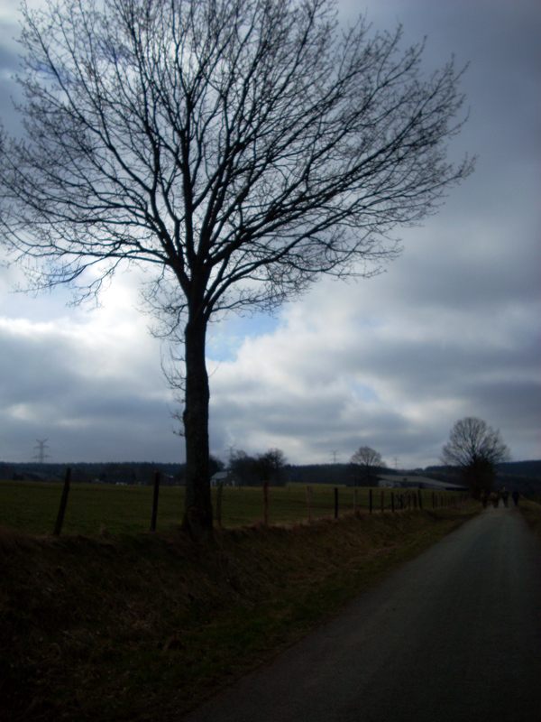 Lone Tree