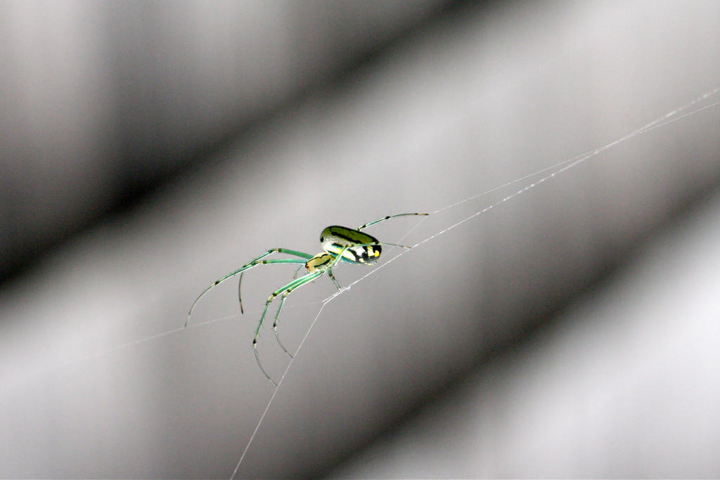 Translucent Spider by SamuelFCooke on DeviantArt