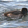 Tufted duck in ripples