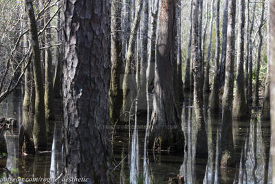 Trees In Water