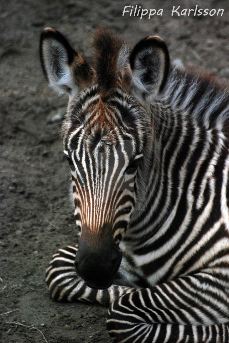 Stripy face... by MsHorseLover