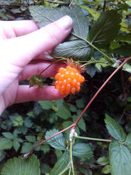 Rubus spectabilis