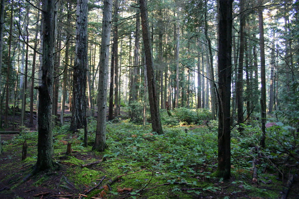 The Trees by shaeriefaerie88 on DeviantArt