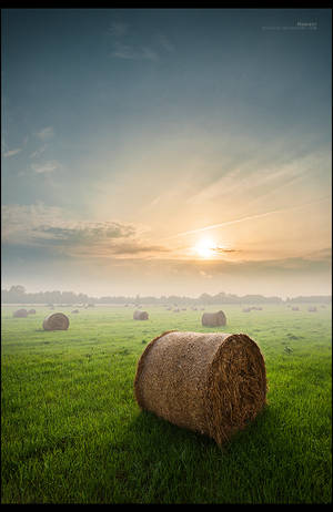 Harvest by RS-foto