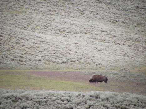 The Lone Bison