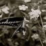 The Butterfly 3