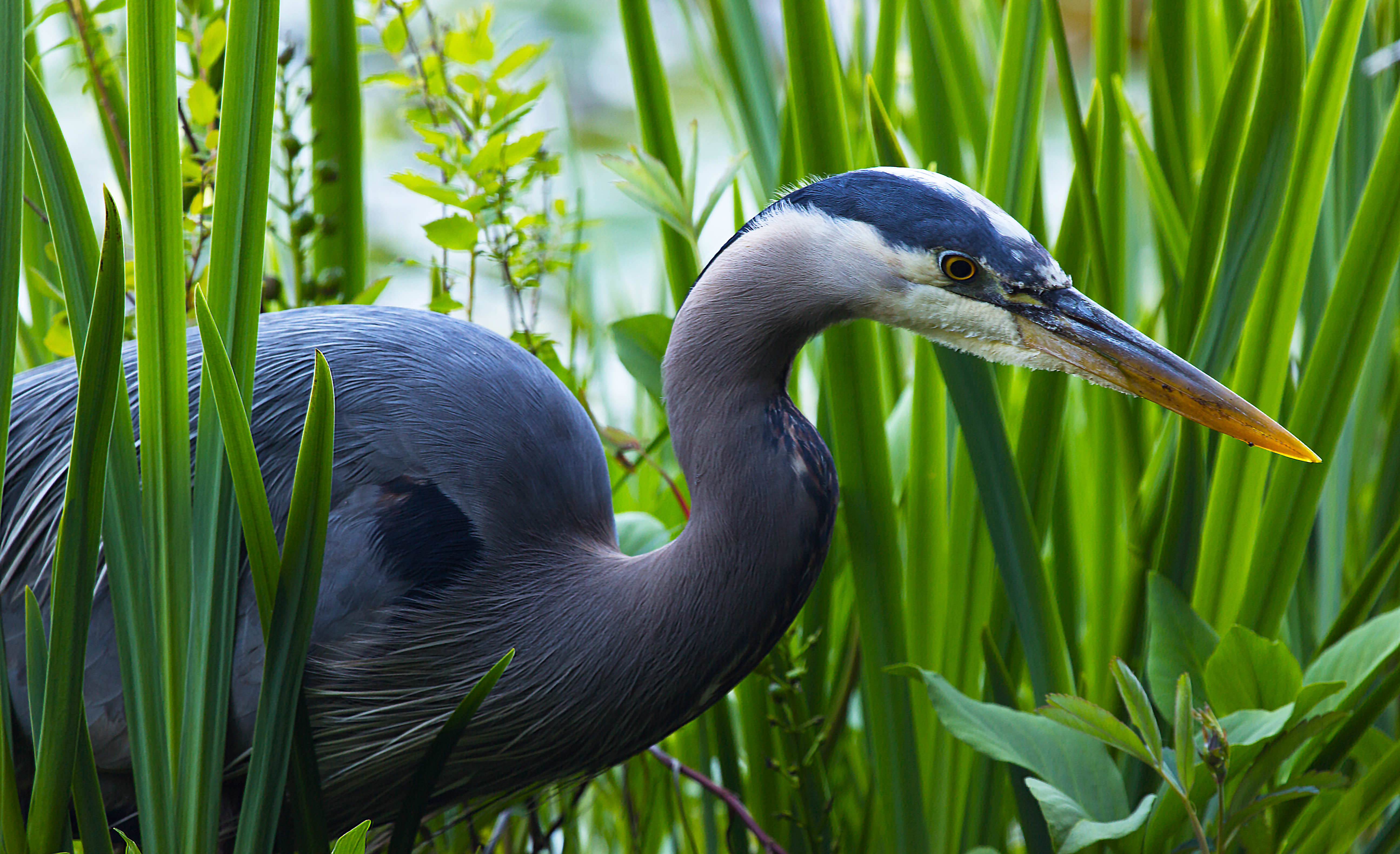 Great Blue Heron