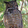 Great Horned Owl