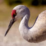 Sandhill Crane