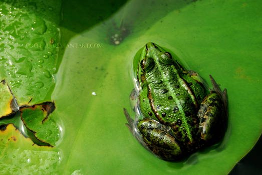 froggy Green.