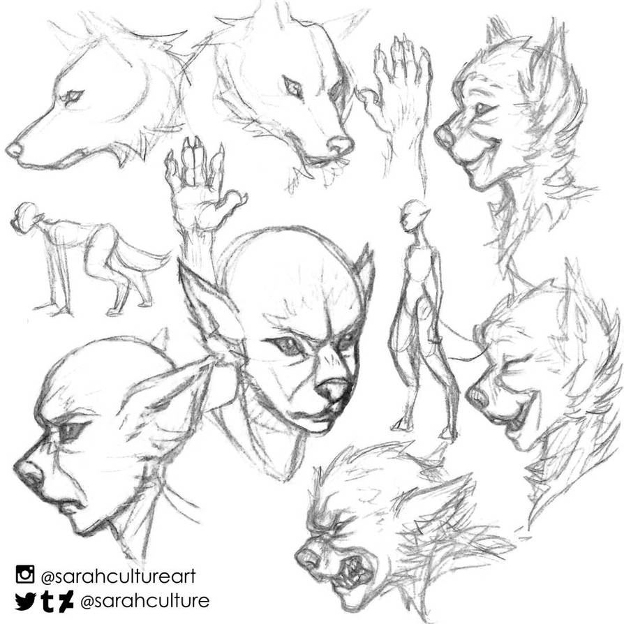Werewolf Sketchdump by SarahCulture on DeviantArt