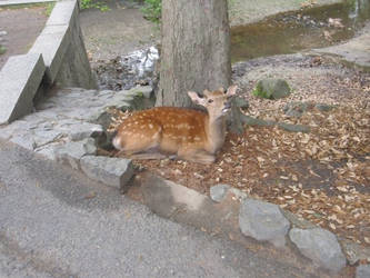 Young Male Deer - Nara