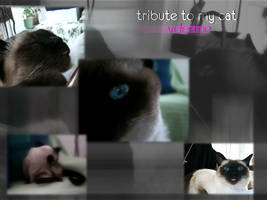 Tribute to my Cat