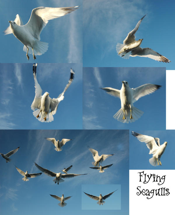 Birds In Flight by Jenifer10