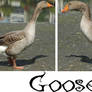 Goose-Stock