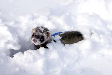 Snow Ferret I