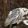 Snowy Owl III