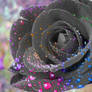 Rainbow Rose