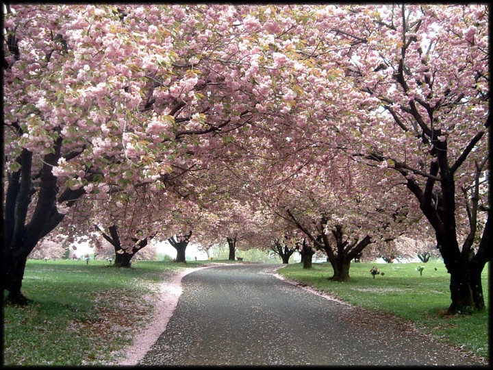 Cherry Blossoms III - 2008