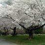 White Blossoms