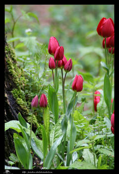 tulips