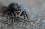 Jumping Spider (Pseudeuophrys lanigera) by BrianBarnhart