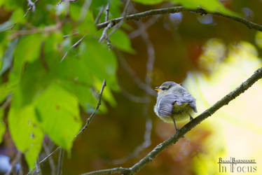 Little blue tit