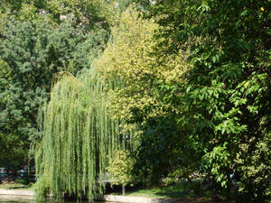 The weeping willow