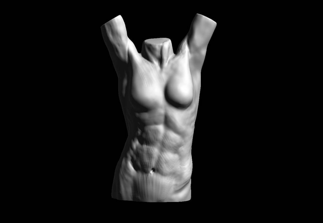 Torso Study Female Female Torso Study by ham333 on DeviantArt