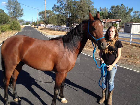 New Arabian Horse.