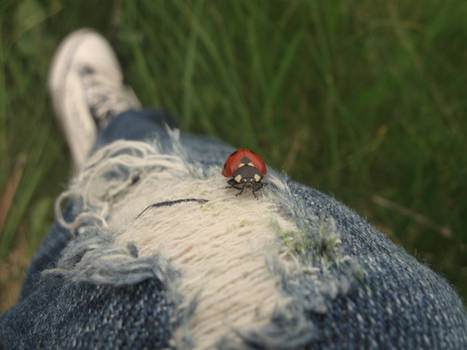 Ladybug