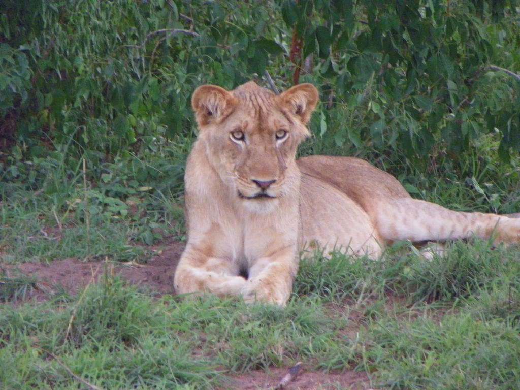 Wild Lioness