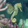 Butter horsefly - seahorse