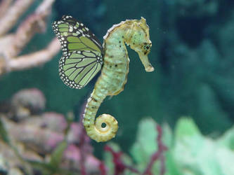 Butter horsefly - seahorse