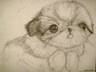 Shih tzu