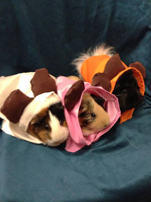 Ewok Guinea Pigs Star Wars Costume Cosplay