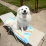 Meeka the Great Pyrenees sunbathing.