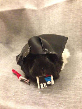 Darth Pig Star Wars Guinea Pig Isis