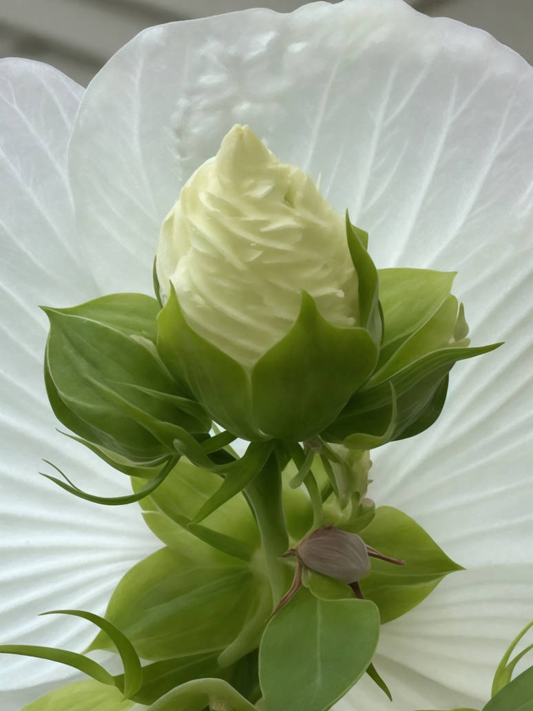 DreamShaper v7 Luna white bud and bloom 1 by LivinaParadox on DeviantArt