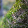 Moss and Fungus